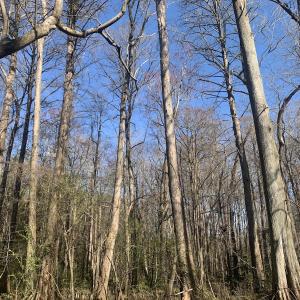 Photo #36 of SOLD property in 30093 Millfield Rd, Wakefield, VA 89.5 acres