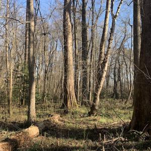 Photo #37 of SOLD property in 30093 Millfield Rd, Wakefield, VA 89.5 acres