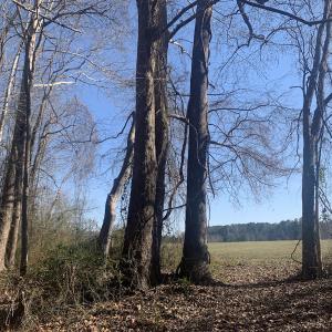 Photo #43 of SOLD property in 30093 Millfield Rd, Wakefield, VA 89.5 acres