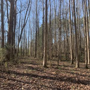 Photo #44 of SOLD property in 30093 Millfield Rd, Wakefield, VA 89.5 acres
