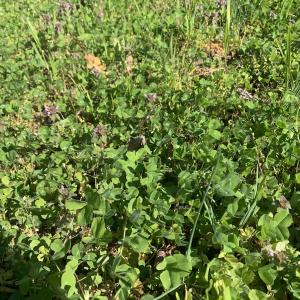 Photo #59 of SOLD property in 30093 Millfield Rd, Wakefield, VA 89.5 acres