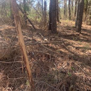 Photo #66 of SOLD property in 30093 Millfield Rd, Wakefield, VA 89.5 acres