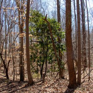 Photo #10 of SOLD property in Off Blackberry Rd, Bassett, VA 115.4 acres