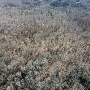 Photo #15 of SOLD property in Off Blackberry Rd, Bassett, VA 115.4 acres