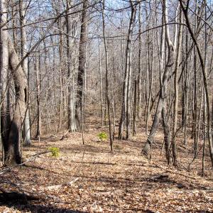 Photo #16 of SOLD property in Off Blackberry Rd, Bassett, VA 115.4 acres