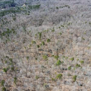 Photo #9 of SOLD property in Off Blackberry Rd, Bassett, VA 115.4 acres