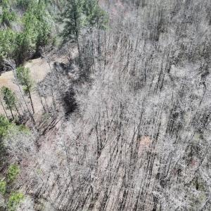 Photo #20 of SOLD property in Off Roxobel Road, Rich Square, NC 13.6 acres