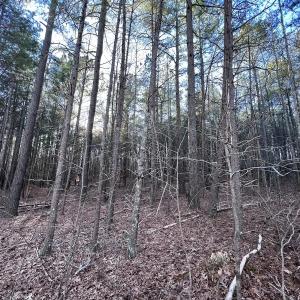 Photo #12 of SOLD property in 1296 Moriah Rd, Rougemont, NC 71.8 acres