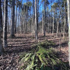 Photo #15 of SOLD property in 1296 Moriah Rd, Rougemont, NC 71.8 acres
