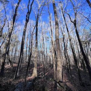 Photo #16 of SOLD property in 1296 Moriah Rd, Rougemont, NC 71.8 acres
