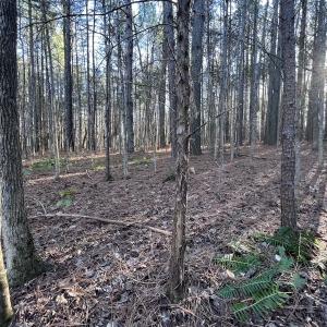 Photo #17 of SOLD property in 1296 Moriah Rd, Rougemont, NC 71.8 acres