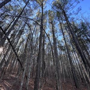 Photo #18 of SOLD property in 1296 Moriah Rd, Rougemont, NC 71.8 acres