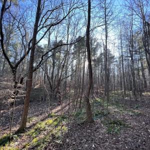 Photo #9 of SOLD property in 1296 Moriah Rd, Rougemont, NC 71.8 acres