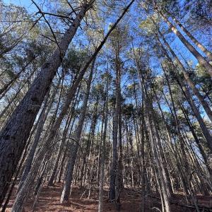 Photo #28 of SOLD property in 1296 Moriah Rd, Rougemont, NC 71.8 acres
