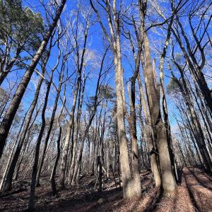 Photo #34 of SOLD property in 1296 Moriah Rd, Rougemont, NC 71.8 acres