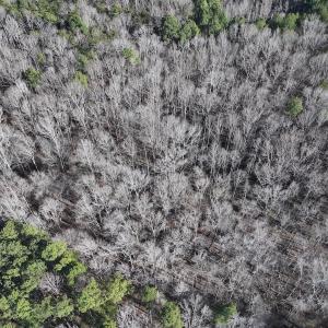 Photo #41 of SOLD property in 1296 Moriah Rd, Rougemont, NC 71.8 acres