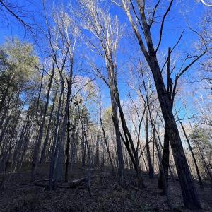 Photo #42 of SOLD property in 1296 Moriah Rd, Rougemont, NC 71.8 acres
