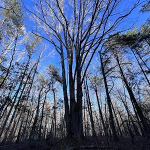 Photo #57 of SOLD property in 1296 Moriah Rd, Rougemont, NC 71.8 acres