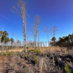 Photo #5 of SOLD property in Off Pole Run Rd, Disputanta, VA 22.0 acres