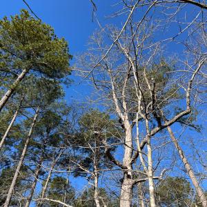 Photo #7 of SOLD property in Off Pole Run Rd, Disputanta, VA 22.0 acres