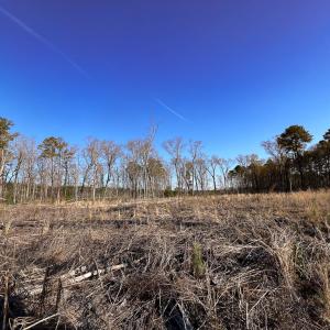 Photo #8 of SOLD property in Off Pole Run Rd, Disputanta, VA 22.0 acres