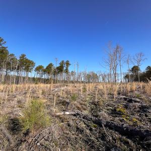 Photo #10 of SOLD property in Off Pole Run Rd, Disputanta, VA 22.0 acres