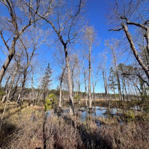 Photo #11 of SOLD property in Off Pole Run Rd, Disputanta, VA 22.0 acres