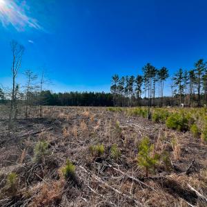 Photo #5 of SOLD property in Off Pole Run Rd, Disputanta, VA 89.1 acres