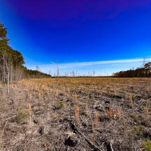 Photo #6 of SOLD property in Off Pole Run Rd, Disputanta, VA 89.1 acres