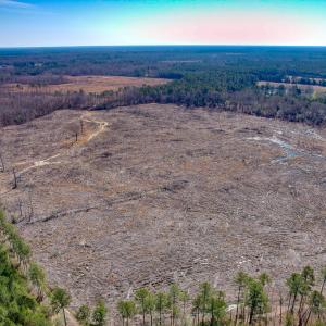 Photo #7 of SOLD property in Off Pole Run Rd, Disputanta, VA 89.1 acres