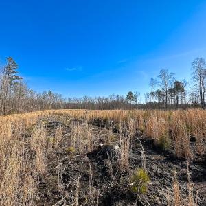 Photo #10 of SOLD property in Off Pole Run Rd, Disputanta, VA 89.1 acres