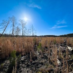 Photo #12 of SOLD property in Off Pole Run Rd, Disputanta, VA 89.1 acres