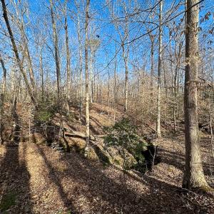 Photo #15 of SOLD property in Off Pole Run Rd, Disputanta, VA 89.1 acres