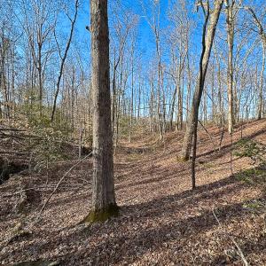 Photo #16 of SOLD property in Off Pole Run Rd, Disputanta, VA 89.1 acres