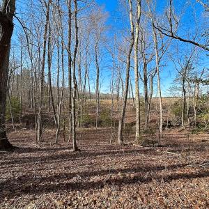 Photo #17 of SOLD property in Off Pole Run Rd, Disputanta, VA 89.1 acres