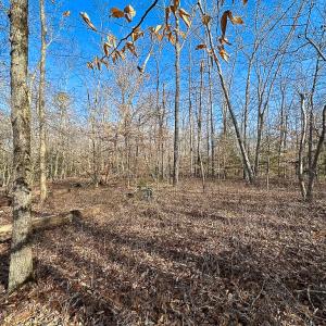 Photo #18 of SOLD property in Off Pole Run Rd, Disputanta, VA 89.1 acres