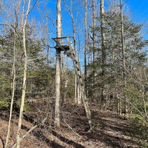 Photo #21 of SOLD property in Off Pole Run Rd, Disputanta, VA 89.1 acres