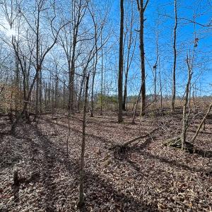 Photo #22 of SOLD property in Off Pole Run Rd, Disputanta, VA 89.1 acres