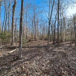 Photo #23 of SOLD property in Off Pole Run Rd, Disputanta, VA 89.1 acres
