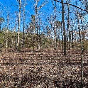 Photo #24 of SOLD property in Off Pole Run Rd, Disputanta, VA 89.1 acres