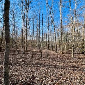 Photo #26 of SOLD property in Off Pole Run Rd, Disputanta, VA 89.1 acres