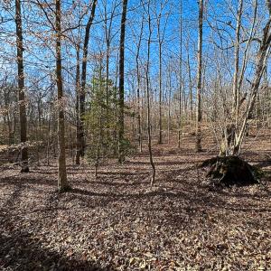Photo #29 of SOLD property in Off Pole Run Rd, Disputanta, VA 89.1 acres