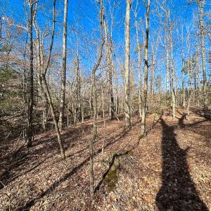 Photo #31 of SOLD property in Off Pole Run Rd, Disputanta, VA 89.1 acres