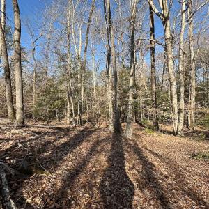 Photo #4 of SOLD property in Off Pole Run Rd, Disputanta, VA 114.0 acres