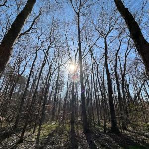 Photo #22 of SOLD property in Off Pole Run Rd, Disputanta, VA 114.0 acres