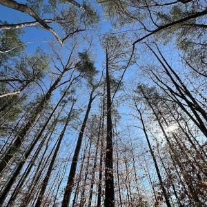 Photo #36 of SOLD property in Off Pole Run Rd, Disputanta, VA 114.0 acres