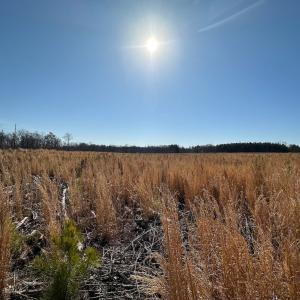 Photo #38 of SOLD property in Off Pole Run Rd, Disputanta, VA 114.0 acres