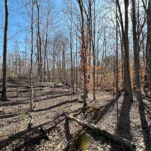 Photo #40 of SOLD property in Off Pole Run Rd, Disputanta, VA 114.0 acres