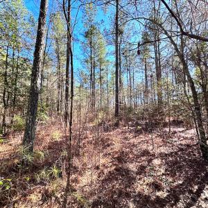 Photo #10 of SOLD property in Off Spring Farm Rd, Dendron, VA 20.0 acres