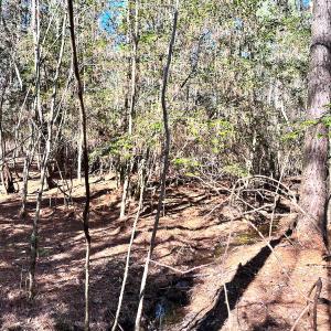Photo #11 of SOLD property in Off Spring Farm Rd, Dendron, VA 20.0 acres